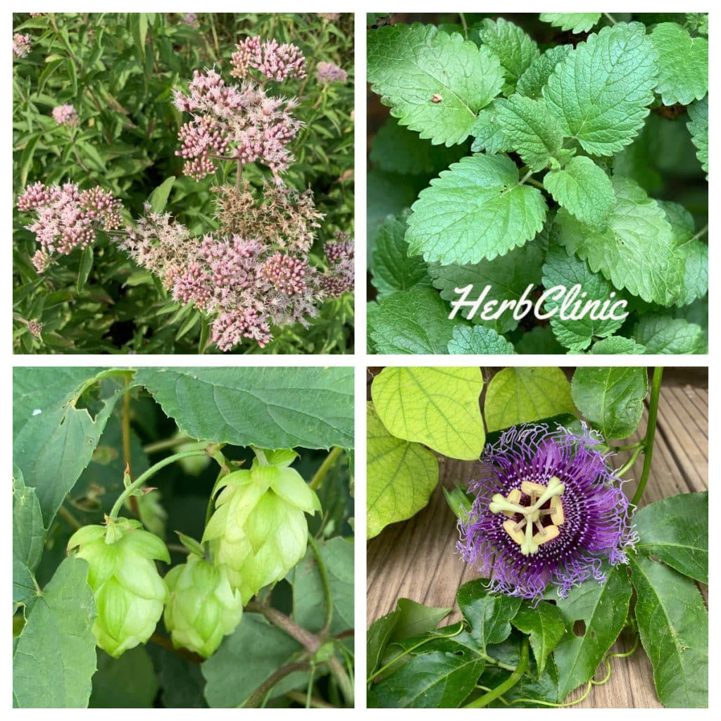 Nyugtató gyógynövények