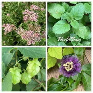 Nyugtató gyógynövények