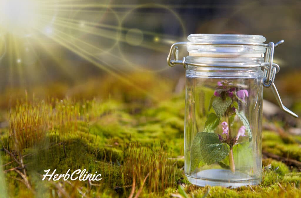 Bach-virágterápia_HerbClinic