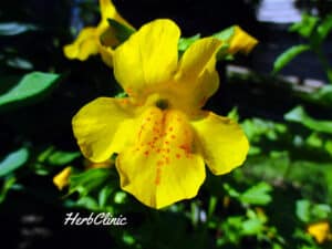 bohócvirág_HerbClinic