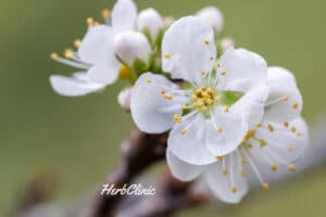 cseresznyeszila_HerbClinic