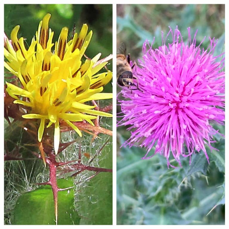 Gyógyító bogáncsok