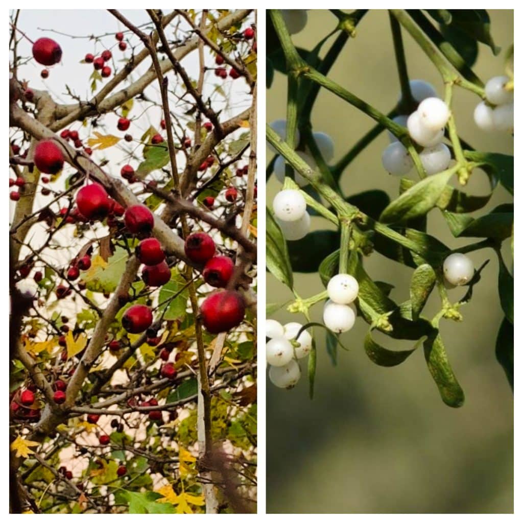 Szívgyógyító gyógynövények