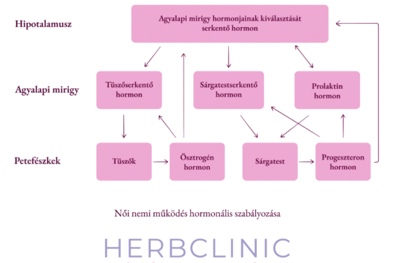 A női hormonrendszer központi idegrendszeri irányítása